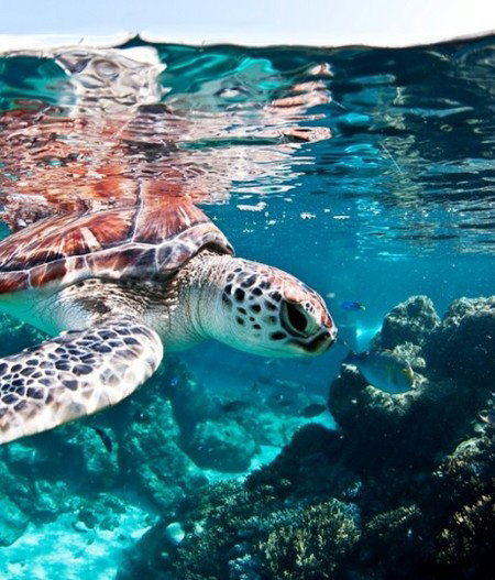 Reef HQ Great Barrier Reef Aquarium - Kawana Tourism 1