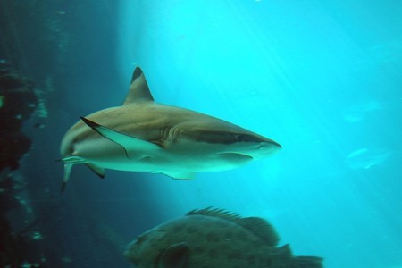 Reef HQ Great Barrier Reef Aquarium - Kawana Tourism 2