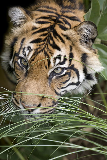 Adelaide Zoo - Kawana Tourism 1