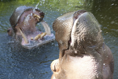 Adelaide Zoo - Kawana Tourism 2