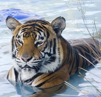 Zoo Doo Wildlife Park - Kawana Tourism