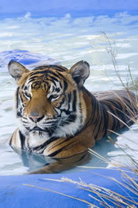 Zoo Doo Wildlife Park - Kawana Tourism 0