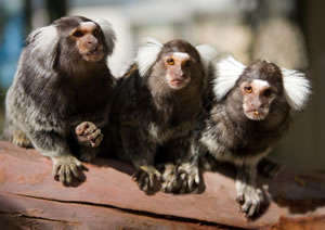 Zoo Doo Wildlife Park - Kawana Tourism 1