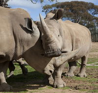 Monarto Zoo - Kawana Tourism