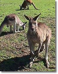 OZe Wildlife - Kawana Tourism 1