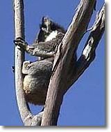 OZe Wildlife - Kawana Tourism 2