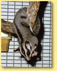 OZe Wildlife - Kawana Tourism 3