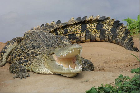 Mobilong SA Kawana Tourism