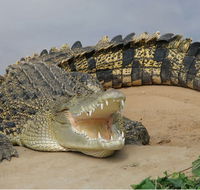 Dundee's Wildlife Park - Kawana Tourism