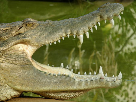 Dundee's Wildlife Park - Kawana Tourism 1