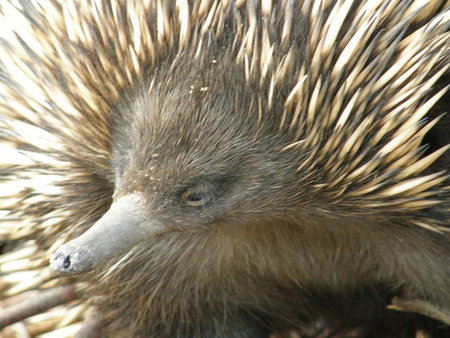 Dundee's Wildlife Park - Kawana Tourism 3