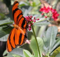 Butterfly Farm - Kawana Tourism