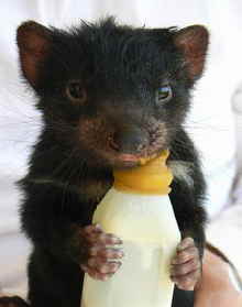 East Coast Natureworld - Kawana Tourism 2