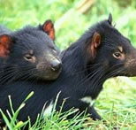 Great Oak Holdings Pty Ltd - Kawana Tourism