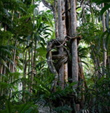 Rainforest Skywalk - Kawana Tourism 3