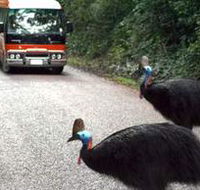 Kookaburra Tours - Kawana Tourism