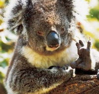 Gorge Wildlife Park - Kawana Tourism