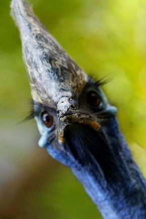 Symbio Wildlife Gardens - Kawana Tourism 2