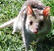 Urimbirra Wildlife Park - Kawana Tourism