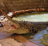 Wyndham Zoological Gardens and Crocodile Park - Kawana Tourism