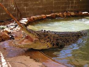 Wyndham Zoological Gardens And Crocodile Park - Kawana Tourism 0