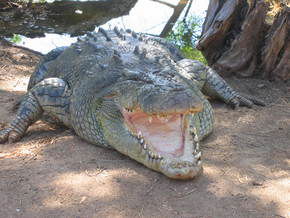 Wyndham Zoological Gardens And Crocodile Park - Kawana Tourism 2