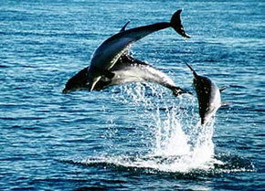 Polperro Dolphin Swims - Kawana Tourism 1