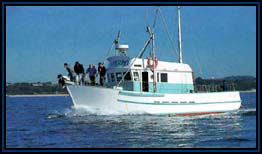 Polperro Dolphin Swims - Kawana Tourism 2