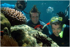 Dolphin Wild - Kawana Tourism 1