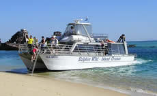 Dolphin Wild - Kawana Tourism 2