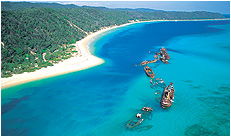Dolphin Wild - Kawana Tourism 3