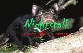 Something Wild - Kawana Tourism 1