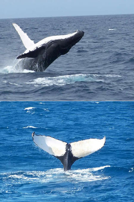 Mills Charters Fishing And Whale Watch Cruises - Kawana Tourism 3