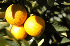 Kinloch Wines - Kawana Tourism 1