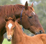 Blue Gum Farm - Kawana Tourism