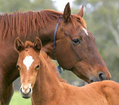 Blue Gum Farm - Kawana Tourism 0