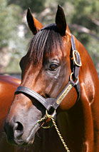 Blue Gum Farm - Kawana Tourism 2