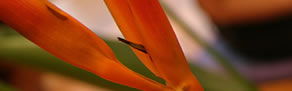 Darlinghurst NSW Kawana Tourism