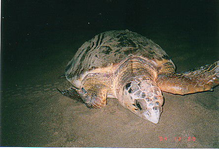 Footprints Adventures - Kawana Tourism 0