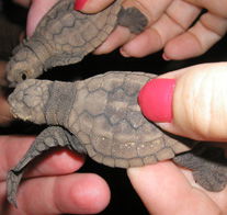 Footprints Adventures - Kawana Tourism 1