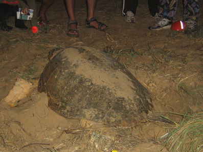 Footprints Adventures - Kawana Tourism 3