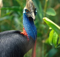 David Fleay Wildlife Park - Kawana Tourism