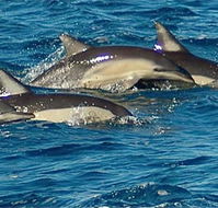 Dolphin Swim Australia - Kawana Tourism