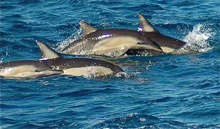 Dolphin Swim Australia - Kawana Tourism 0