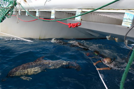 Dolphin Swim Australia - Kawana Tourism 1