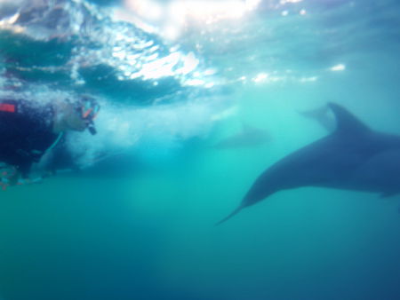 Dolphin Swim Australia - Kawana Tourism 2