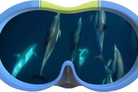 Dolphin Swim Australia - Kawana Tourism 3