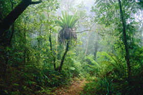 Wonglepong QLD Kawana Tourism