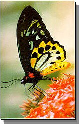 Daintree Rainforest River Trains - Kawana Tourism 2