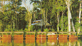 Daintree Rainforest River Trains - Kawana Tourism 3